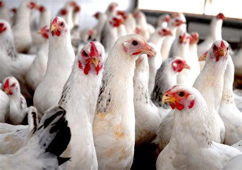 twelve  hn flu outbreaks  nigerian poultry agrodaily
