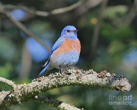 Little Mr Bluebird Photograph By Valerie Debing