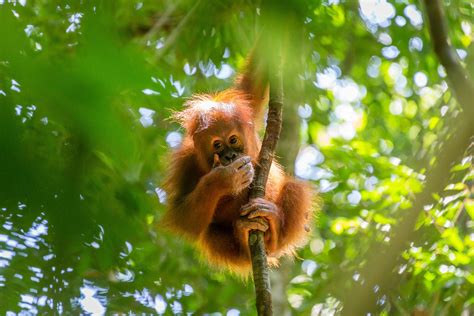 complete guide   national parks  sumatra
