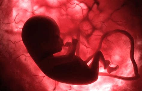 womb transplants     reality  india pune hospital