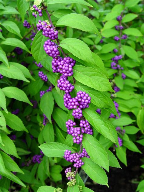 purple beautyberry garden housecalls