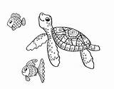 Turtle Fish Coloring Sea Coloringcrew sketch template