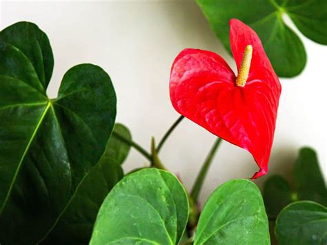 anthuriums grow  cuttings  heres  step  step