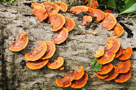 health benefits  saprophytic fungi amazing top