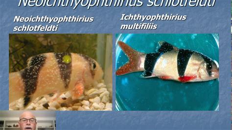 nr aquarium fish disease ich ichthyophthirius white spot disease prevention treatment