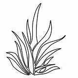 Mewarna Plants Serai Seaweed Daun Clipartmag Colorluna Sayuran sketch template