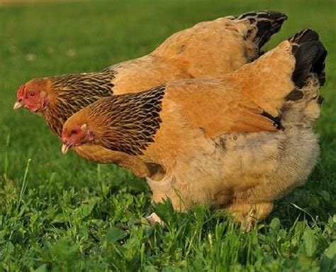 Buff Brahma Chickens Brown Egg Laying Chicks Cackle