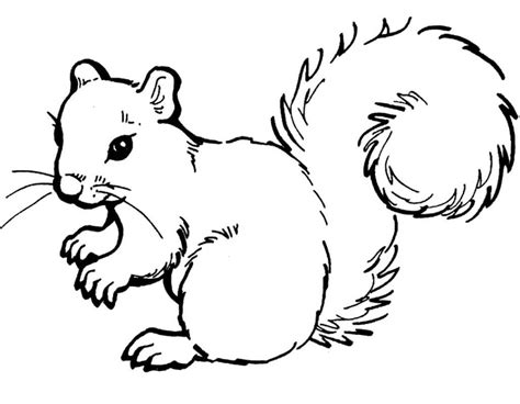 top  printable squirrel coloring pages  coloring pages