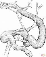 Mamba Snakes Schlange Rattlesnake Diamondback Supercoloring Moccasins Moccasin Schwarze Designlooter Nachzeichnen sketch template