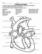 Heart Diagram Unlabeled Blank Coloring Pages Valves Label Library Clipart sketch template