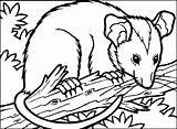 Opossum Possum Animaux Dyretegninger Tegninger Dyr Fargelegge Fargeleggingsark Tegneark Dauphins Coloriages Figurer Stachelschwein Malvorlagen Imprimé Fois sketch template
