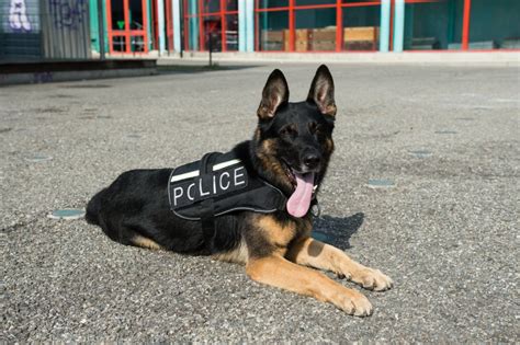 claims police dogs   euthanized  pot  legalized
