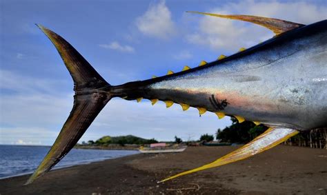 case study   management  yellowfin tuna   indian ocean