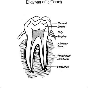 dental health word search printables