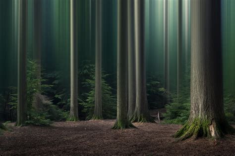 simple ideas  forest  woodland photography photocrowd
