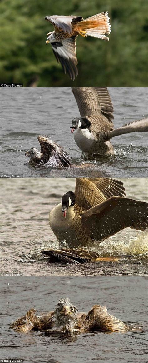 Canadian Geese Are Assholes Meme Guy