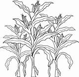 Corn Coloring Stalk Pages Drawing Crops Stalks Plant Kids Color Clipart Field Printable Cornfield Cornstalk Drawings Clip Cob Print Colouring sketch template