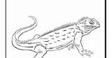 Tuatara Reptiles sketch template