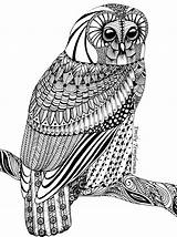 Zentangle Tawny sketch template