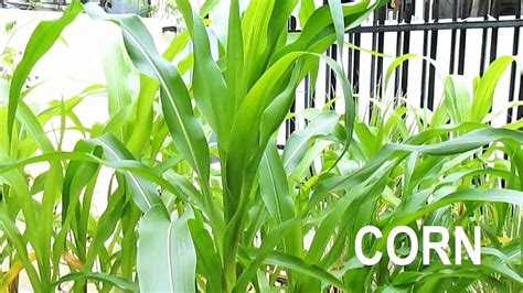 growing sweet corn  seeds planted  containers youtube