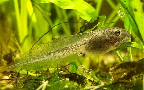 light  night linked  decreased hatching success  tadpoles science  europe