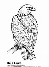 Eagle Coloring Pages Eagles Bald Printable Drawing Kids Bird Color American Philadelphia Sea Easy Dog Red Getdrawings Line Cartoon Adult sketch template