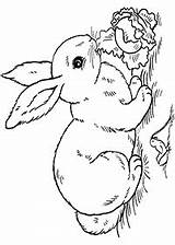 Kaninchen Malvorlagen Tiere sketch template