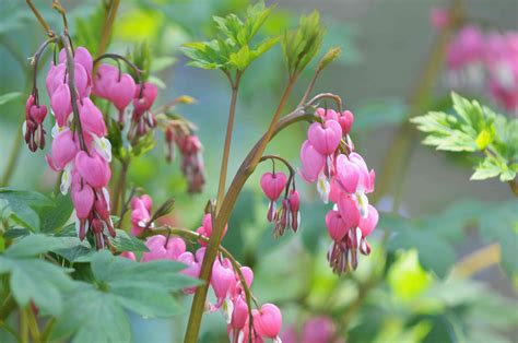 bleeding heart plant care growing guide