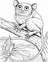 Monkey Coloring Pages Marmoset Big Eyed Tarsier Pygmy Monkeys Small Color Printable Squirrel Designlooter Hanging Tree Drawings sketch template
