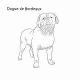 Dog Bordeaux Dogue Hooch Breeds List Dogbreedslist sketch template