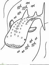 Sharks Shark Monterey sketch template