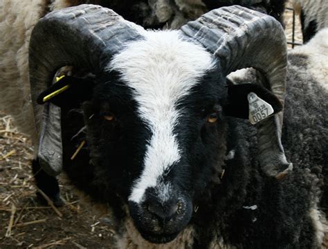 jacob sheep for sale flash 57 bear creek farm purveyors of all natural free grazing