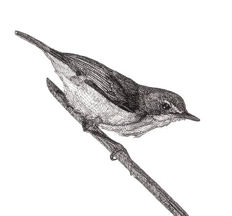bird drawing  drawing