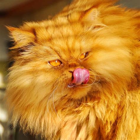 orange cat breeds  overview  pictures faqcatscom