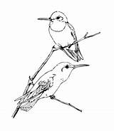 Coloring Bird Pages Feeder Hummingbird Ruby Throated Woodpecker sketch template