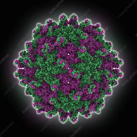 Pepper Cryptic Virus 1 Capsid Molecular Model Stock Image C054