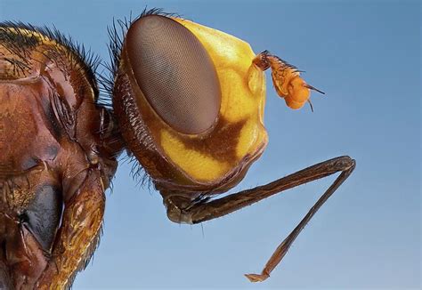 Thick Headed Fly Photograph By Nicolas Reusens Fine Art America