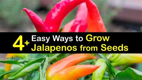 easy ways  grow jalapenos  seeds
