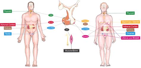 about acromegaly