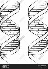 Dna Helix Double Drawing Sketch Coloring Tattoo Vector Drawings Yayimages Paintingvalley Genetic Pencil Adn Lhfgraphics Getdrawings Triple 1113 58kb 1620px sketch template