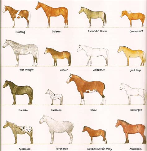 diffrebt breeds  colors  horses horsesforever wiki