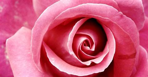 beautiful lovely rose imgur