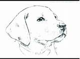 Pages Beagle Faces Goldendoodle Getdrawings Face sketch template