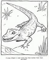 Coloring Alligator Pages Preschool Print sketch template