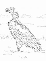 Avvoltoio Vulture Buitre Lappet Faced Orejudo Supercoloring Vultures sketch template