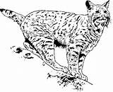Wildcat Coloring Bobcats 246px 72kb Getdrawings Drawing sketch template