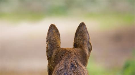 dog ears stock photo  image  istock
