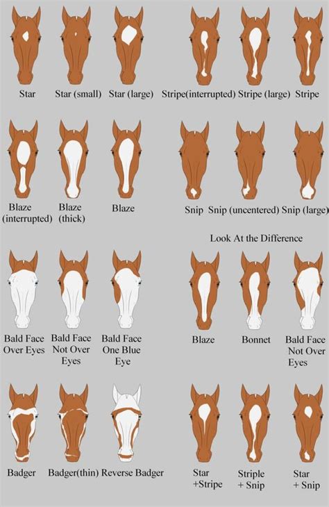 horse coat colors patterns  markings horses foals
