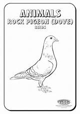 Coloring Pigeons Pages Pigeon Animals Printable sketch template