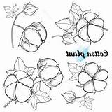 Boll Cotton Vector Getdrawings sketch template
